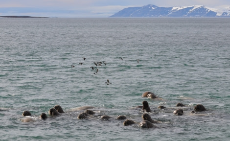 PLA07-22, Day 6, Walruses at Torellneset © Unknown Photographer - Oceanwide Expeditions (2).JPG