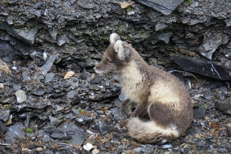 PLA07-22, Day 7, Arctic fox at Kapp Walburg, Barentsoya © Unknown Photographer - Oceanwide Expeditions.jpg