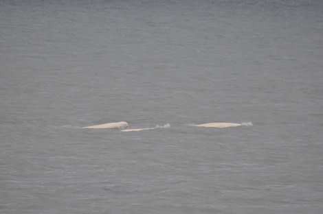 PLA07-22, Day 9, Beluga whales, Bellsund © Unknown Photographer - Oceanwide Expeditions (2).JPG