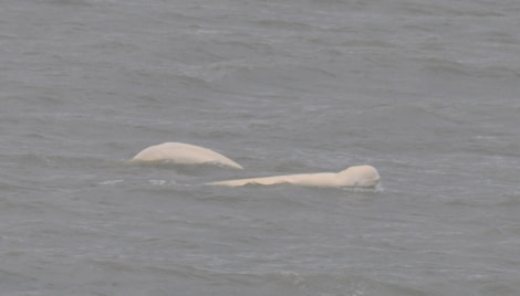 PLA07-22, Day 9, Beluga whales, Bellsund © Unknown Photographer - Oceanwide Expeditions.jpg