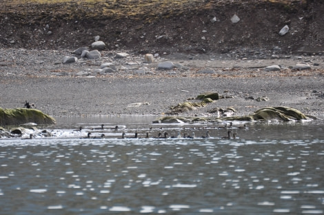 PLA07-22, Day 9, Eider ducks, Reinodden © Unknown Photographer - Oceanwide Expeditions.JPG