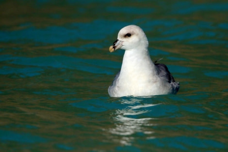 HDS07-22, Day 2, Northern Fulmar © Unknown Photographer - Oceanwide Expeditions.jpg