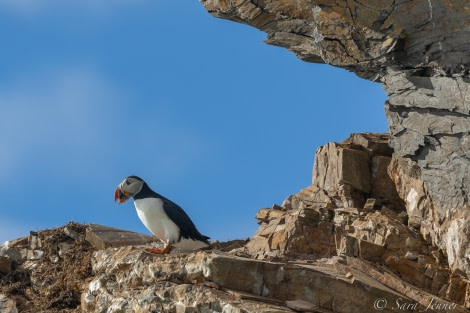 HDS07-22, Day 2, Puffin © Sara Jenner - Oceanwide Expeditions (1).jpg