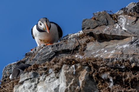 HDS07-22, Day 2, Puffin © Sara Jenner - Oceanwide Expeditions (3).jpg
