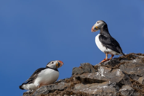 HDS07-22, Day 2, Puffin © Sara Jenner - Oceanwide Expeditions (2).jpg