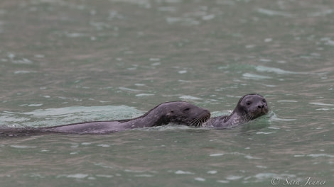 HDS07-22, Day 3, Harbour seal © Sara Jenner - Oceanwide Expeditions (1).jpg