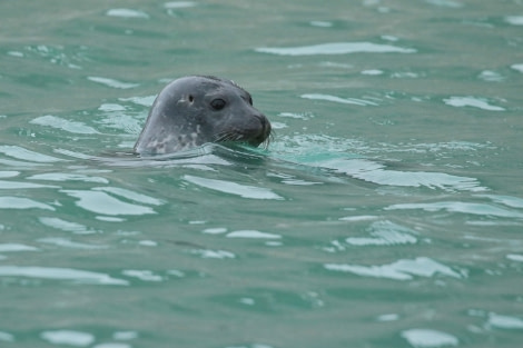 HDS07-22, Day 3, Magdalena Fjord © Unknown Photographer - Oceanwide Expeditions (1).jpg