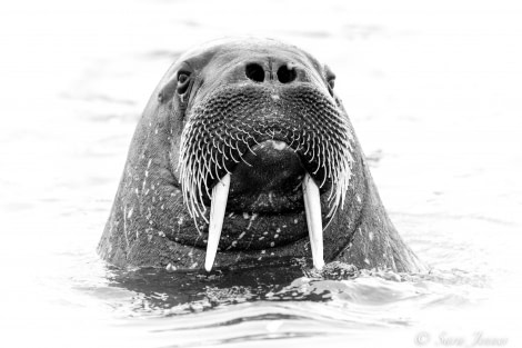 HDS07-22, Day 3, Walrus © Sara Jenner - Oceanwide Expeditions (2).jpg