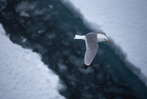 HDS07-22, Day 4, Kittiwake © Unknown Photographer - Oceanwide Expeditions.jpg