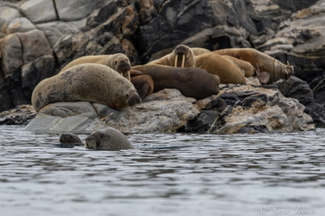 HDS07-22, Day 5, Walruses © Sara Jenner - Oceanwide Expeditions (2).jpg