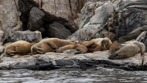 HDS07-22, Day 5, Walruses © Sara Jenner - Oceanwide Expeditions (3).jpg