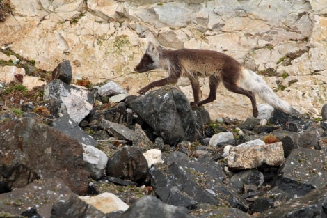 HDS07-22, Day 6, Arctic fox at Alkefjellet © Unknown Photographer - Oceanwide Expeditions.jpg