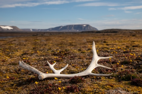 HDS07-22, Day 7, Russebukta views © Sara Jenner - Oceanwide Expeditions (2).jpg