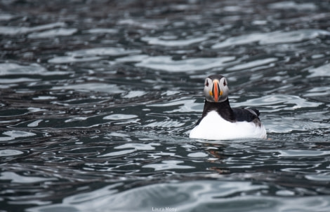 HDS07-22, Day 8, Burgerbukta © Laura Mony - Oceanwide Expeditions (7).jpg