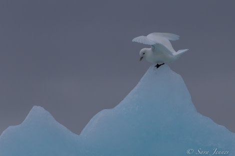 HDS07-22, Day 8, Ivory Gull © Sara Jenner - Oceanwide Expeditions.jpg