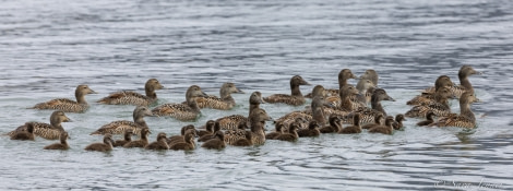 HDS07-22, Day 9, Eider chicks © Sara Jenner - Oceanwide Expeditions.jpg