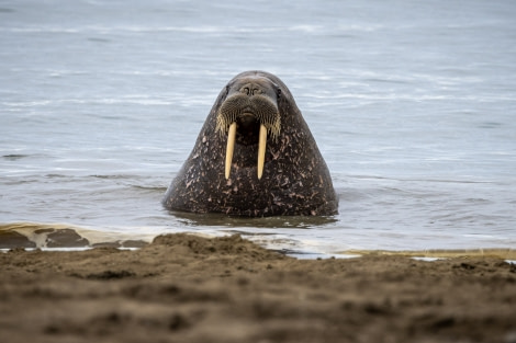 OTL09-22, Kapp Lee_WKR59725_WernerKruse © Werner Kruse - Oceanwide Expeditions.jpg