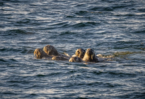 OTL09-22, Moffin Island_WKR59262_WernerKruse © Werner Kruse - Oceanwide Expeditions.jpg