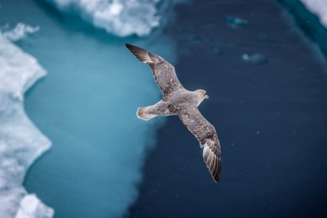 OTL09-22, Pack Ice_WKR59504_WernerKruse © Werner Kruse - Oceanwide Expeditions.jpg