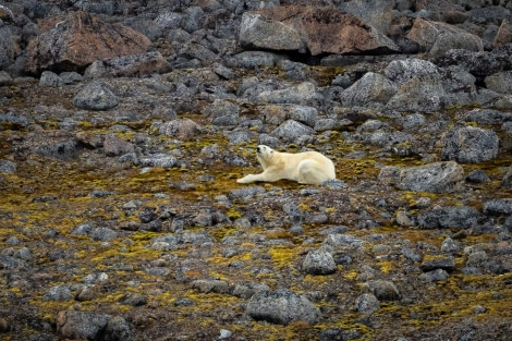 OTL10-22, Day 4, Phippsoya_WKR50303_WernerKruse © Werner Kruse - Oceanwide Expeditions.jpg