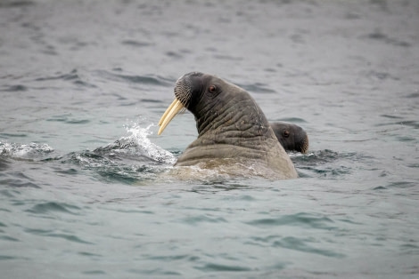 OTL10-22, Day 4, Phippsoya_WKR50327_WernerKruse © Werner Kruse - Oceanwide Expeditions.jpg