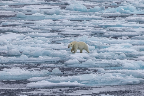 OTL10-22, Day 5, Pack Ice_WKR50411_WernerKruse © Werner Kruse - Oceanwide Expeditions.jpg