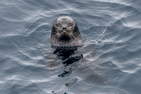 OTL10-22, Day 5, Pack Ice_WKR50496_WernerKruse © Werner Kruse - Oceanwide Expeditions.jpg