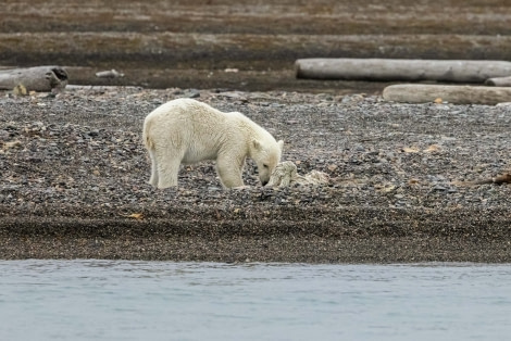 OTL10-22, Day 6, PolarBears_Faksevagen_WKR50573_WernerKruse © Werner Kruse - Oceanwide Expeditions.jpg