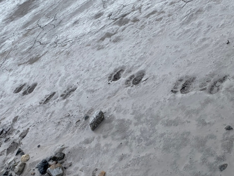 OTL10-22, Day 9, Polar bear pawprints - Hazel Pittwood © Hazel Pittwood - Oceanwide Expeditions.jpg