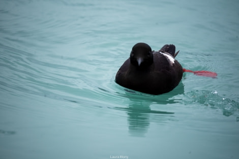 HDS10X22, Day 2, Lilliehookbreen © Laura Mony - Oceanwide Expeditions.jpg