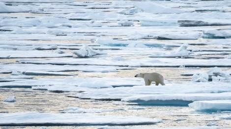 HDS10X22, Day 5, Kejser Franz Josephs Fjord (2) © Laura Mony - Oceanwide Expeditions.jpg