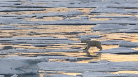 HDS10X22, Day 5, Polar Bear 1 © Sara Jenner - Oceanwide Expeditions.jpg