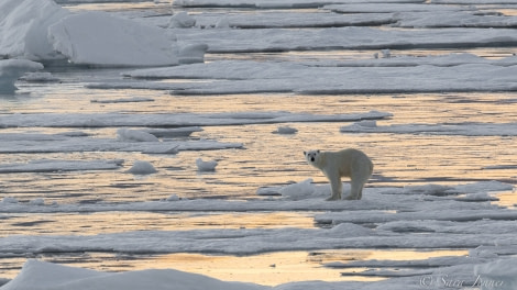 HDS10X22, Day 5, Polar Bear 2 © Sara Jenner - Oceanwide Expeditions.jpg