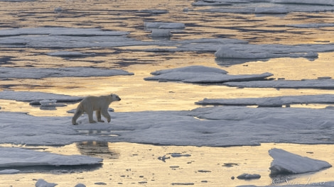 HDS10X22, Day 5, Polar Bear 3 © Sara Jenner - Oceanwide Expeditions.jpg