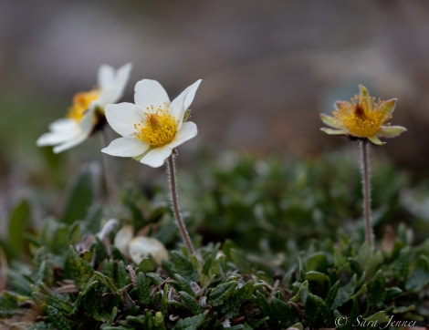 HDS10X22, Day 6, Mountain Avens © Sara Jenner - Oceanwide Expeditions.jpg