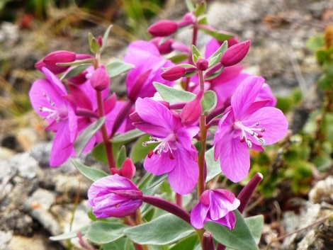 HDS10X22, Day 6, fireweed © Unknown photographer - Oceanwide Expeditions.JPG