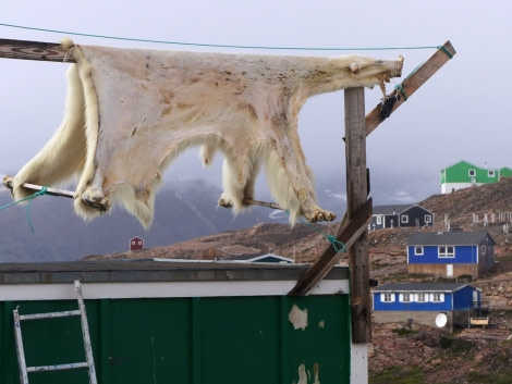 HDS10X22, Day 8, IQ bear skin drying © Unknown photographer - Oceanwide Expeditions.JPG