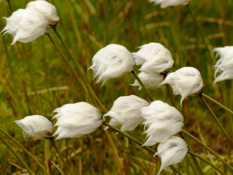 HDS10X22, Day 8, cotton flower © Unknown photographer - Oceanwide Expeditions.JPG