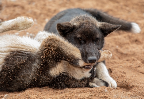 HDS10X22, Day 8, Dogs © Sara Jenner - Oceanwide Expeditions.jpg