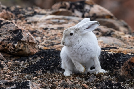 HDS10X22, Day 10, Arctic Hare 4 © Sara Jenner - Oceanwide Expeditions.jpg