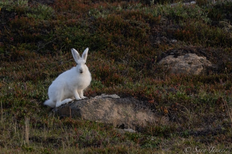 HDS10X22, Day 10, Arctic Hare 8 © Sara Jenner - Oceanwide Expeditions.jpg