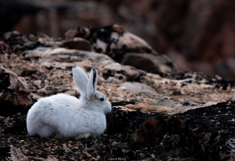 HDS10X22, Day 10, Ingmikertikajik (3) © Laura Mony - Oceanwide Expeditions.jpg