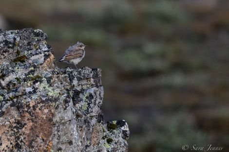 HDS10X22, Day 10, Wheatear © Sara Jenner - Oceanwide Expeditions.jpg