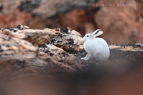 HDS10X22, Day 10, 5A8A6821-01 © Georgina Strange - Oceanwide Expeditions.jpeg