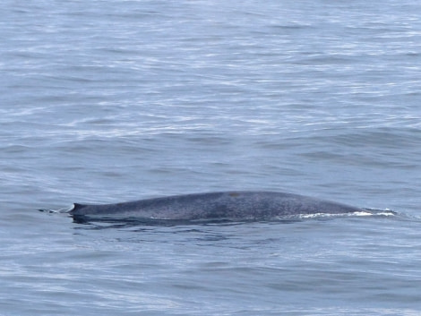 HDS10X22, Day 11, Day 11 blue whale © Unknown photographer - Oceanwide Expeditions.JPG