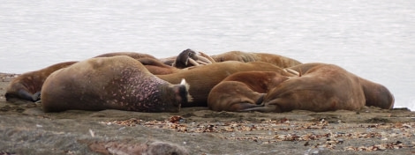 HDS10X22, Day 15, walrus huddle long 1 © Unknown photographer - Oceanwide Expeditions.JPG