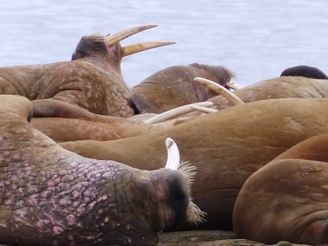 HDS10X22, Day 15, walrus huddle tusks © Unknown photographer - Oceanwide Expeditions.JPG