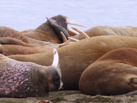 HDS10X22, Day 15, walrus huddle tusks 2 © Unknown photographer - Oceanwide Expeditions.JPG