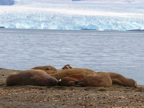 HDS10X22, Day 15, walrus huddle with glacier © Unknown photographer - Oceanwide Expeditions.JPG