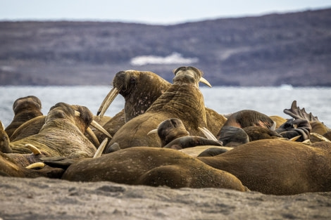 OTL11-22, Day 6, Wahlbergoya_WKR51835 © Werner Kruse - Oceanwide Expeditions.jpg